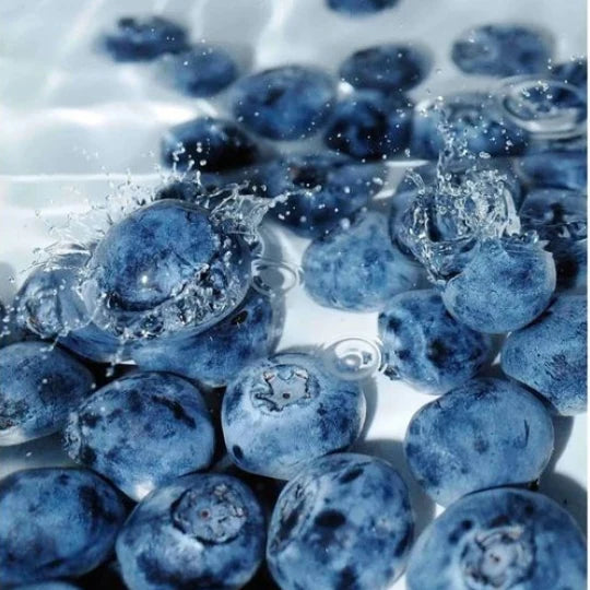 Blueberry|Vaccinium corymbosum
