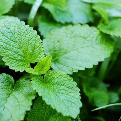 Μελίσσα | Μελισσόχορτο