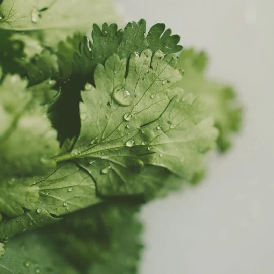Parsley | Apium graveolens