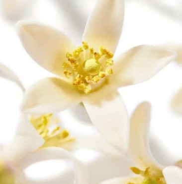 NEROLI Flowers | Citrus aurantium