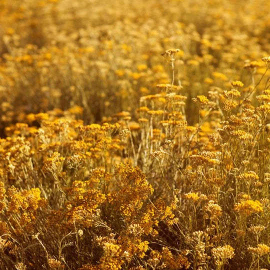 Helichrysos| Everlasting Flowers