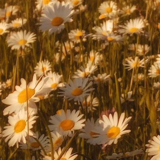 Χαμομήλι| Matricaria chamomilla