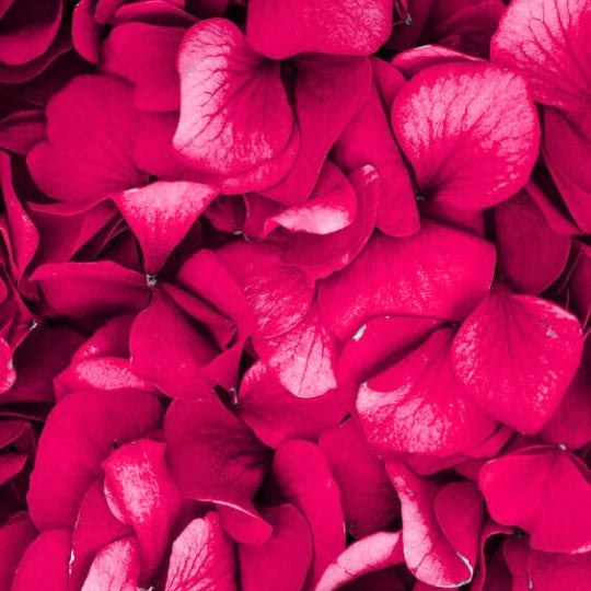 Άγριο Τριαντάφυλλο| Rosa acicularis