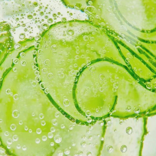 Cocumber | Cucumis sativus