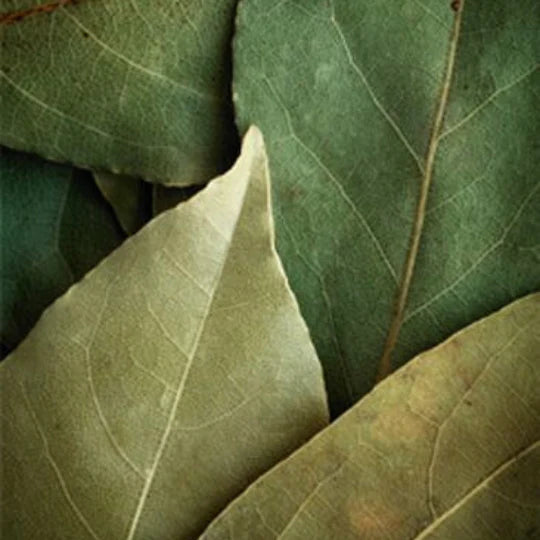 Φύλλα Ελιάς| Olea europaea L