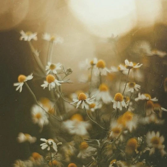 Roman Chamomile | Cham. nobile
