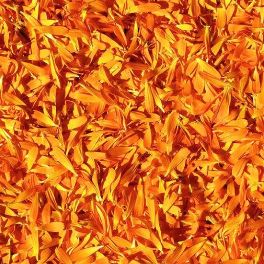 Καλέντουλα