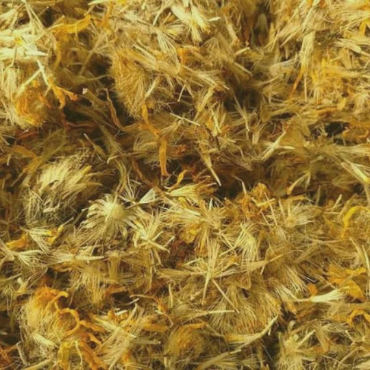 Arnica | Arnica montana