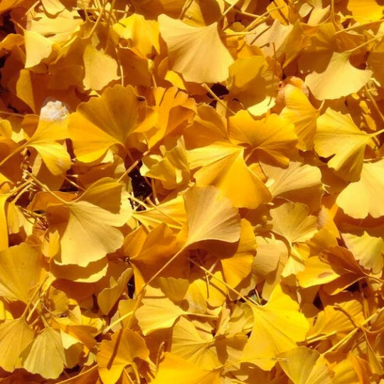 Gingko Biloba
