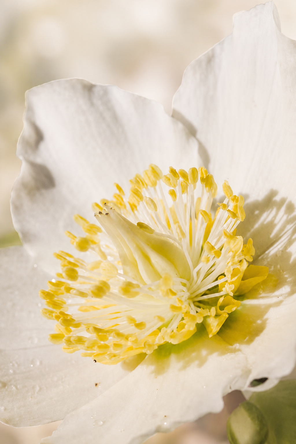 Neroli | Citrus aurantium