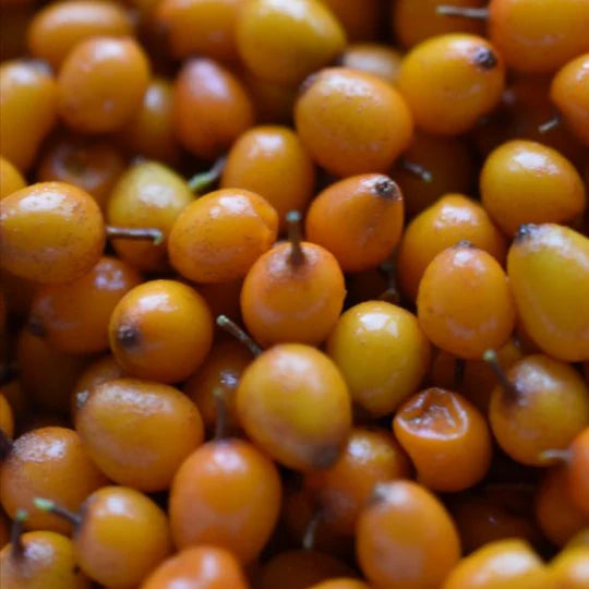 Sea buckthorn| Hippophaes