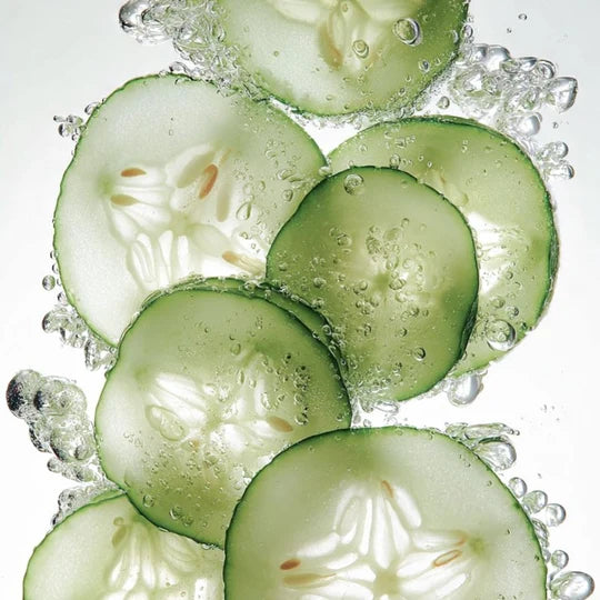 Cucumber | Cucumis sativus